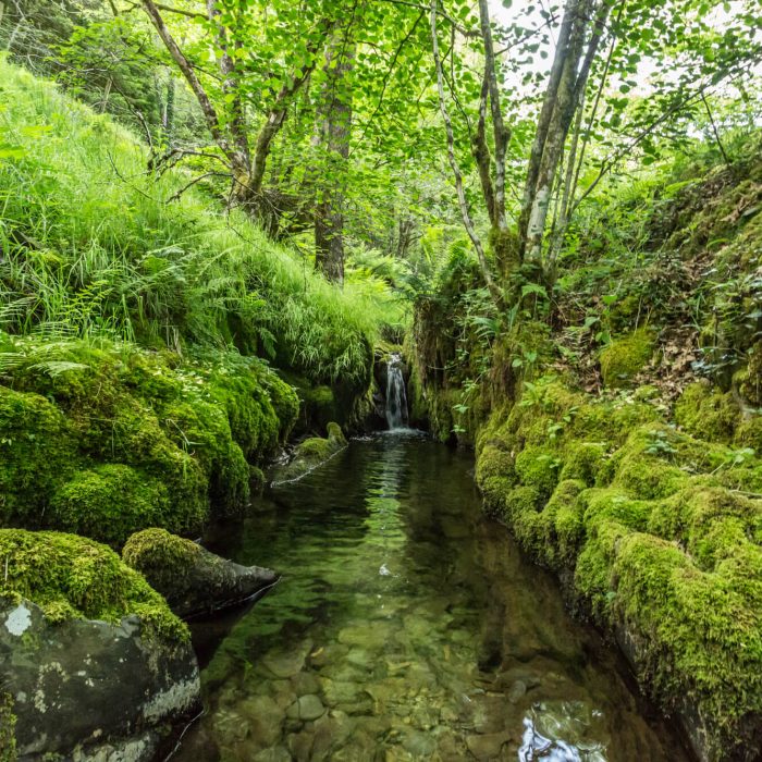 Forest Retreat Wales